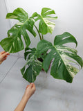 Monstera Variegata Adult