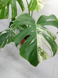 Monstera Variegata Adult