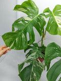 Monstera Variegata Adult