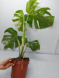 Monstera Variegata Adult