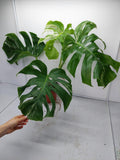 Monstera Variegata Adult