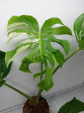 Monstera Variegata Adult