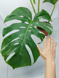 Monstera Variegata Adult