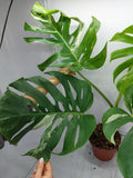 Monstera Variegata Adult