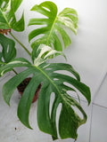 Monstera Variegata Adult