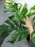 Monstera Variegata Adult