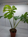 Monstera Variegata Adult