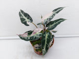 Alocasia Polly Pink Variegata