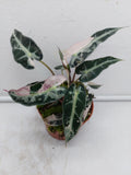 Alocasia Polly Pink Variegata