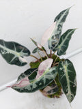 Alocasia Polly Pink Variegata