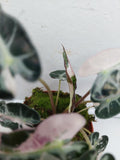 Alocasia Polly Pink Variegata