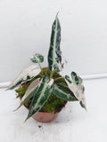 Alocasia Polly Pink Variegata