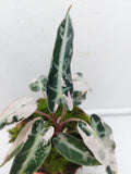 Alocasia Polly Pink Variegata