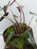 Alocasia Polly Pink Variegata