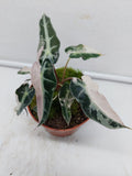 Alocasia Polly Pink Variegata