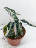 Alocasia Polly Pink Variegata