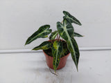 Alocasia Polly Aurea Variegata