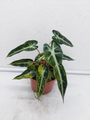 Alocasia Polly Aurea Variegata