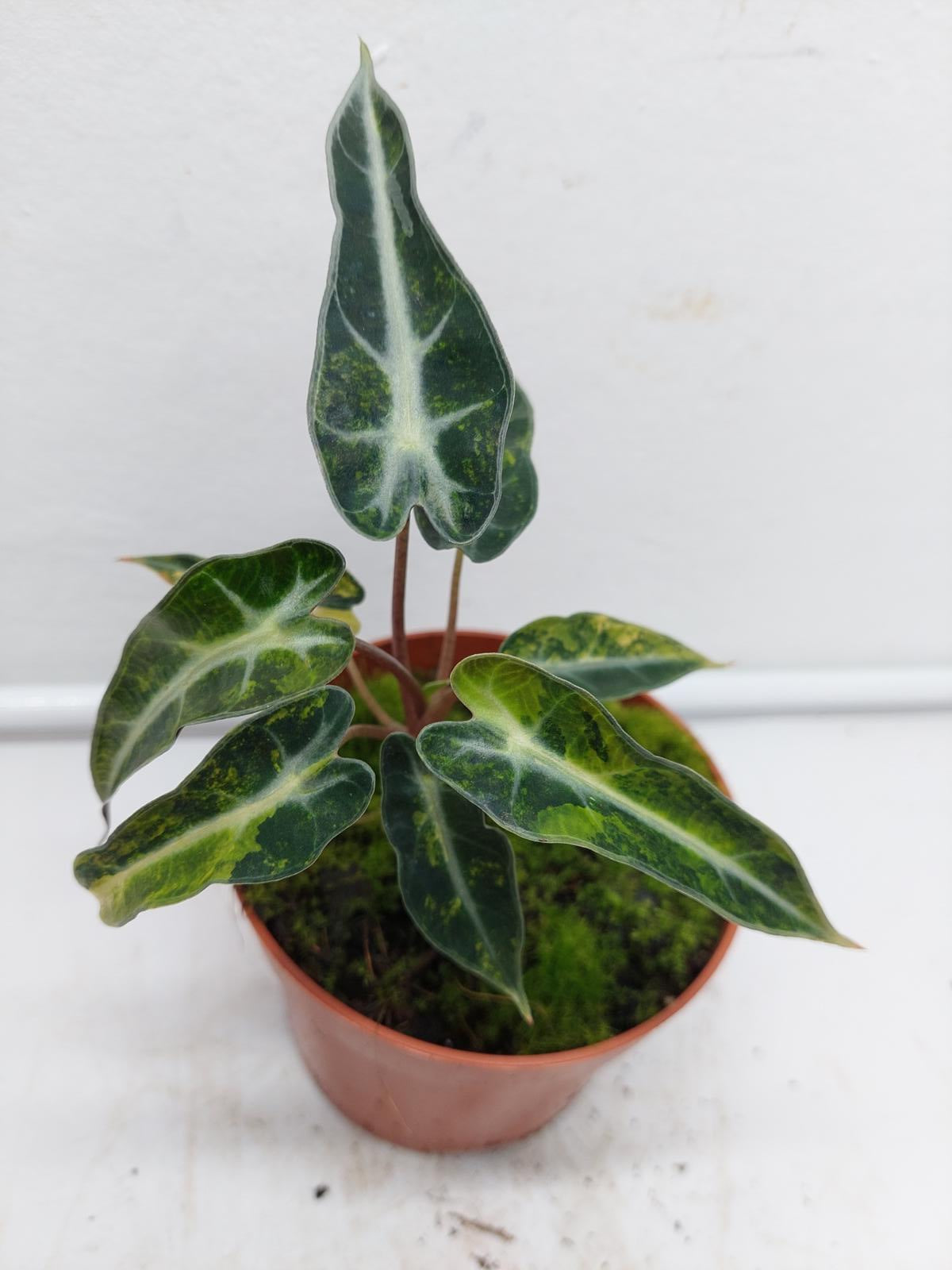 Alocasia Polly Aurea Variegata