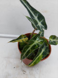 Alocasia Polly Aurea Variegata