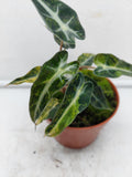 Alocasia Polly Aurea Variegata