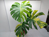 Monstera Aurea Variegata