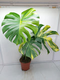 Monstera Aurea Variegata