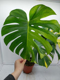 Monstera Aurea Variegata