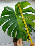 Monstera Aurea Variegata