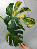 Monstera Aurea Variegata