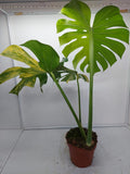 Monstera Aurea Variegata