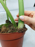 Monstera Aurea Variegata