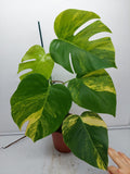 Monstera Aurea Variegata