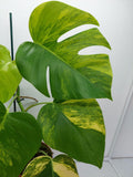 Monstera Aurea Variegata