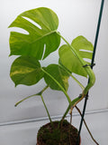 Monstera Aurea Variegata