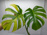 Monstera Aurea Steckling