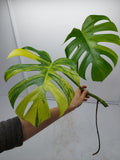 Monstera Aurea Steckling