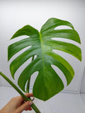 Monstera Aurea Steckling