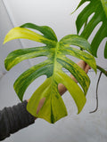 Monstera Aurea Steckling