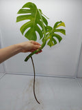 Monstera Aurea Steckling