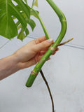 Monstera Aurea Steckling