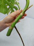 Monstera Aurea Steckling