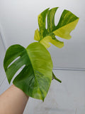 Monstera Aurea Steckling