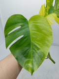 Monstera Aurea Steckling