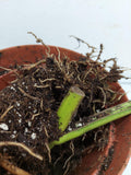 Monstera Aurea Steckling