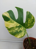 Monstera Aurea Steckling