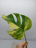 Monstera Aurea Steckling