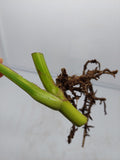 Monstera Aurea Steckling