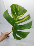 Monstera Aurea Steckling