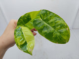 Philodendron Burle Marx Variegata Steckling